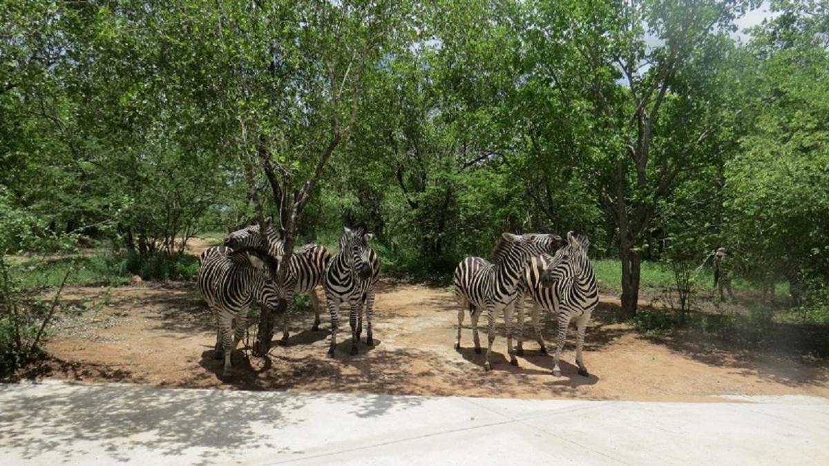Crowe'S Nest Villa Marloth Park Exterior foto