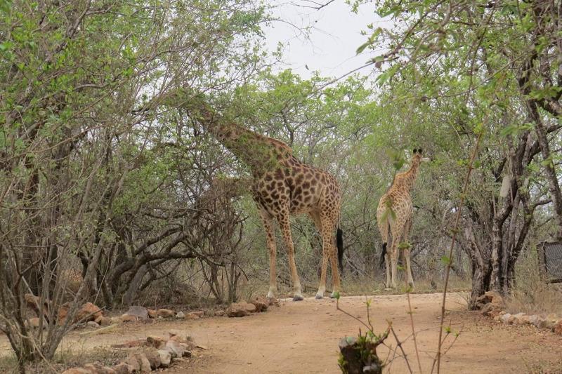 Crowe'S Nest Villa Marloth Park Exterior foto
