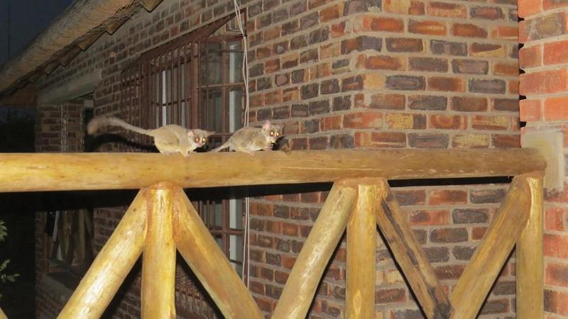 Crowe'S Nest Villa Marloth Park Exterior foto